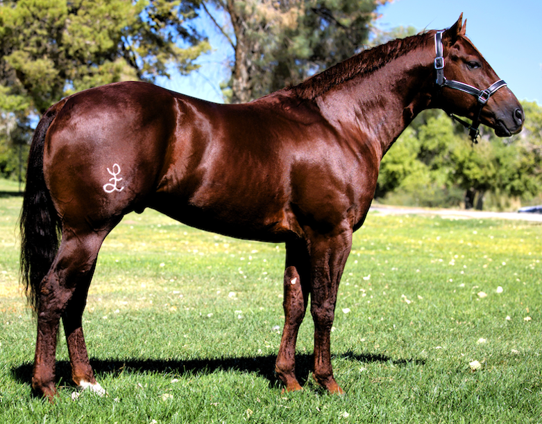 【CSR】 Red Hare, Unrivaled Stallion - EVP CSR】 Red Hare, Unrivaled Stallion - EVP Red Hare, Unrivaled